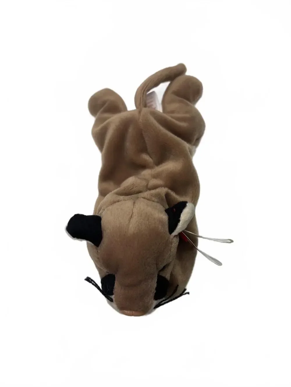 Ty Canyon Beanie Baby Full Size 9
